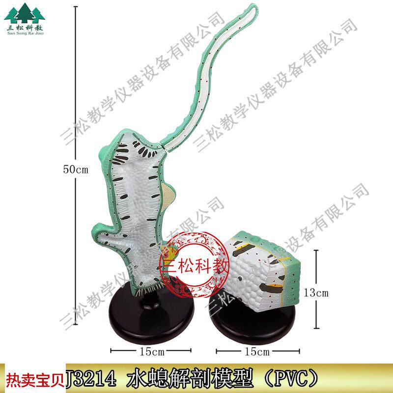 水螅解剖放大模型触手32t14初中高中生物模型实验器材教学仪器