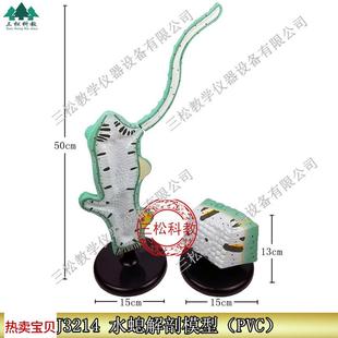 水螅解剖放大模型触手32t14初中高中生物模型实验器材教学仪器
