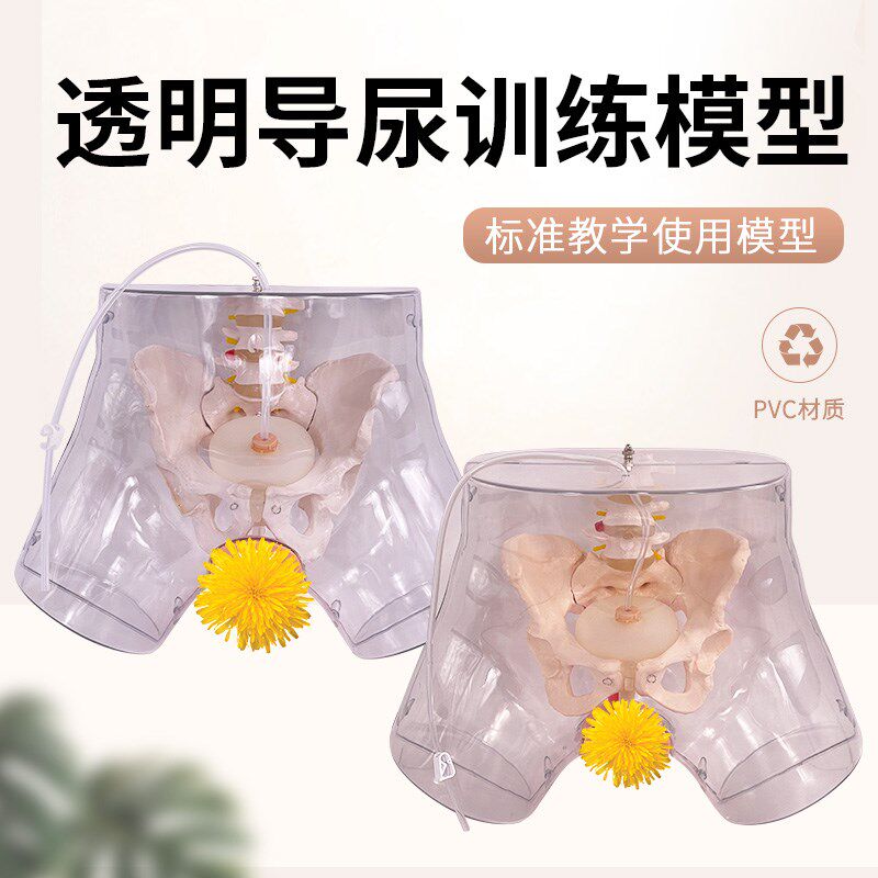 高级透明女性导尿模型 导尿术技能操作训练模型 S插尿管医学用模