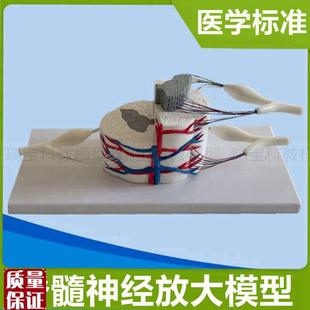 脊髓横截面脊神经中枢周围临床解D剖生理颈部脊髓解剖脊神经根医