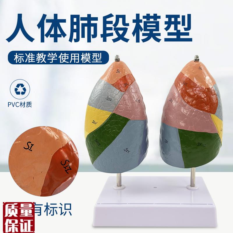彩色肺段肺解剖模型色分肺呼吸系统I标本医学教学呼吸科胸外