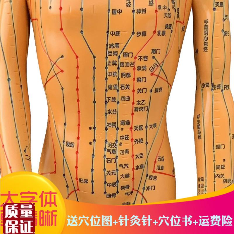 中医针灸人体穴位图模型男女小人全身经络模型家用手.臂旋转教学