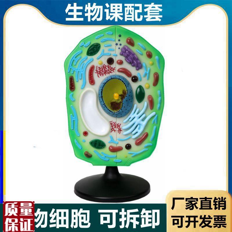 植物细胞模型叶绿体细胞w膜高尔基体中学生物课实验细胞