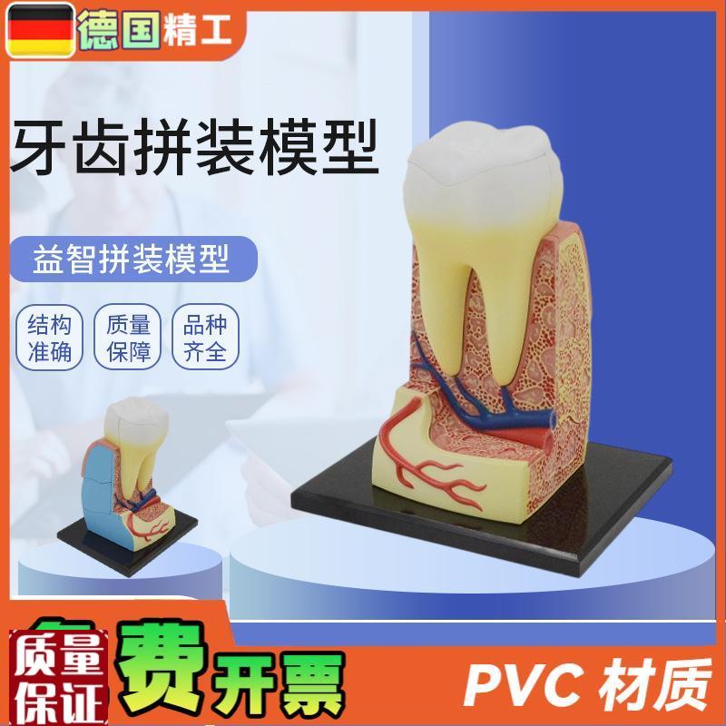德国】拼装c玩具人体牙齿拼装模型器官解剖模型医学教学DIY科