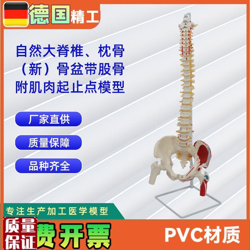 自然大脊椎带枕骨m新骨盆带股骨附肌肉起止点模型教学模