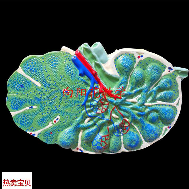 向阳花淋巴结k放大模型教学生物模型厂家直销包邮