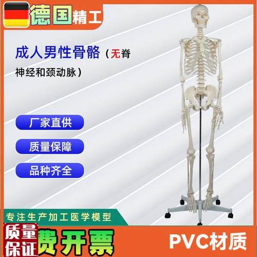 成人男性骨骼无脊神经和颈动z脉有泡沫盒包装人体骨骼教学模
