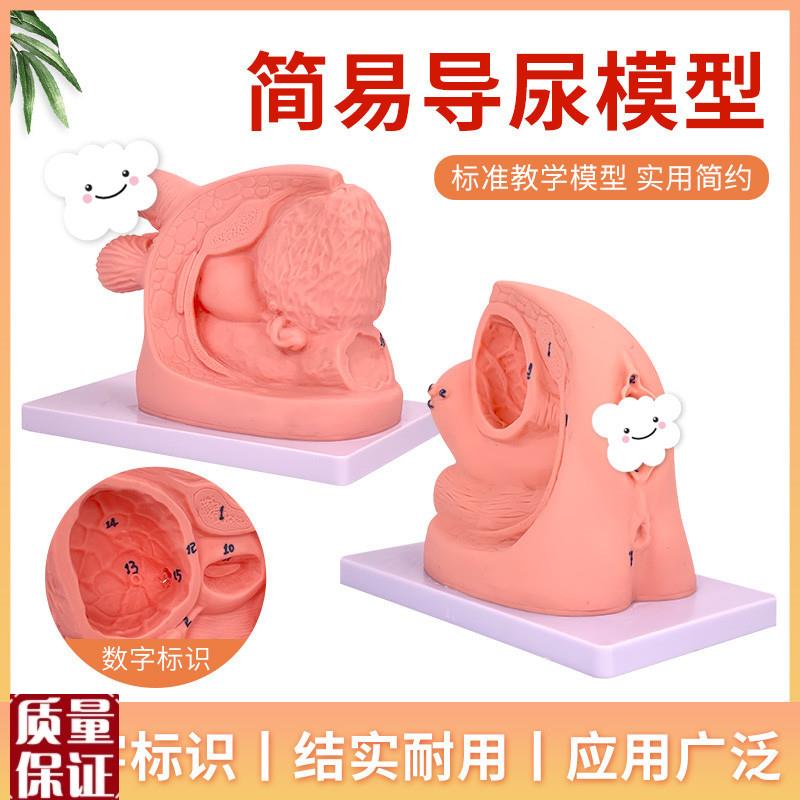 男性内外生殖解剖模型及导尿模具医学用人S体导尿插管模型教