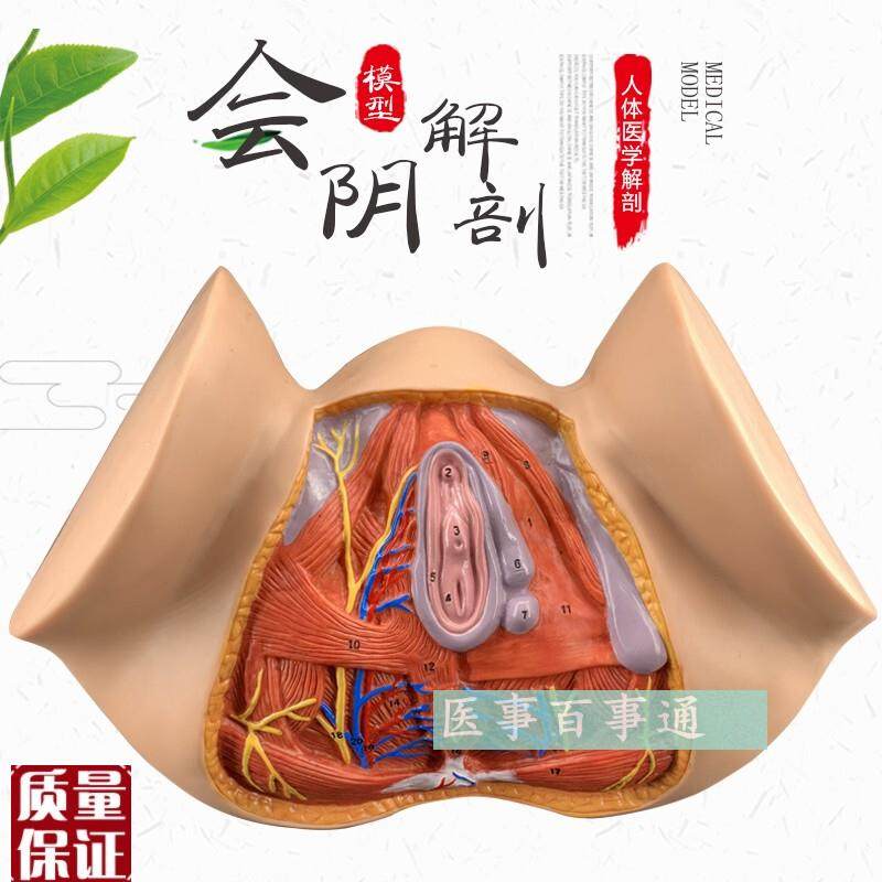 女性会阴模型会阴解剖模型妇科解剖模型女P性生殖器官解剖模