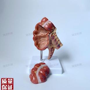 盲肠模型回盲部阑尾肠系膜人体消化道外科M解剖教学模具肛肠科医