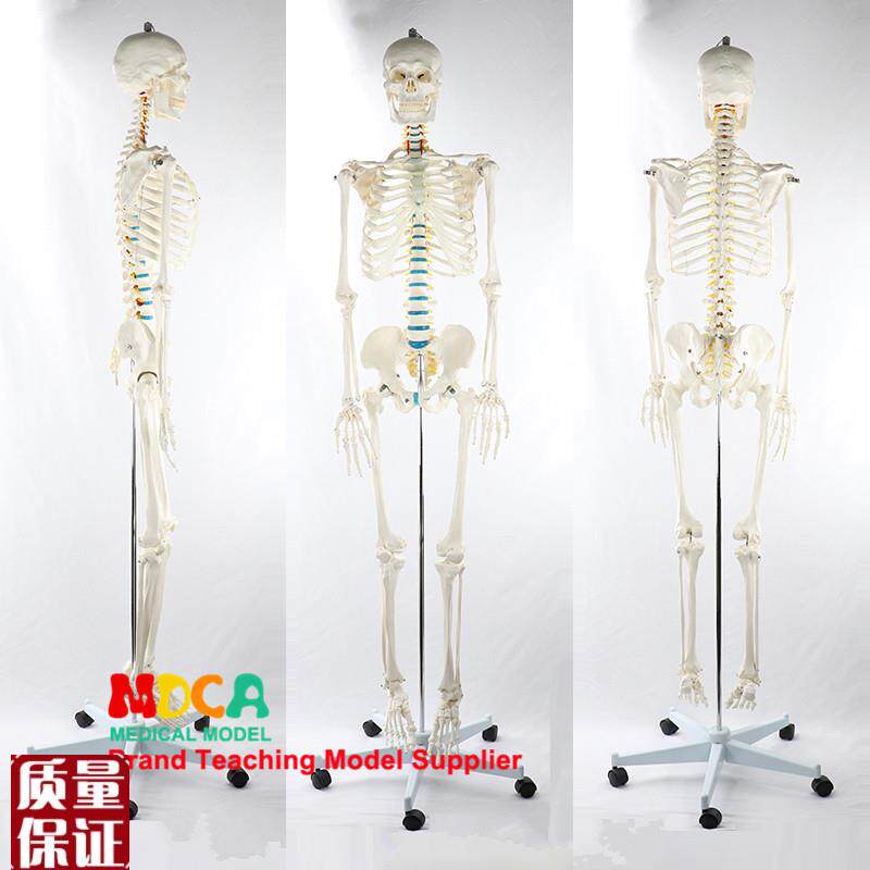 170CM人体骨骼模型脊神经白z色可弯曲骨架瑜伽医学教学MGG30