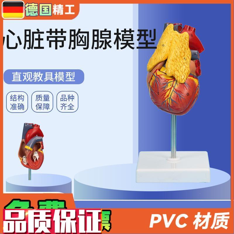 德国】PNT-0401心脏带胸y腺模型3部件可拆卸教学模型仿真心脏带胸