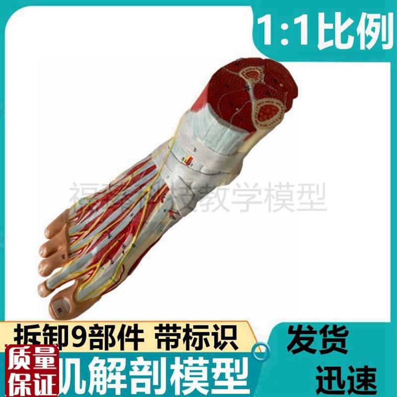脚部肌肉模型足i底肌可拆卸筋膜畸形脚弓形扁平骨外科医生鞋店摆