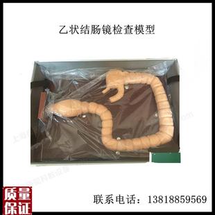 乙状结肠b镜检查模型肠模型肠病变模