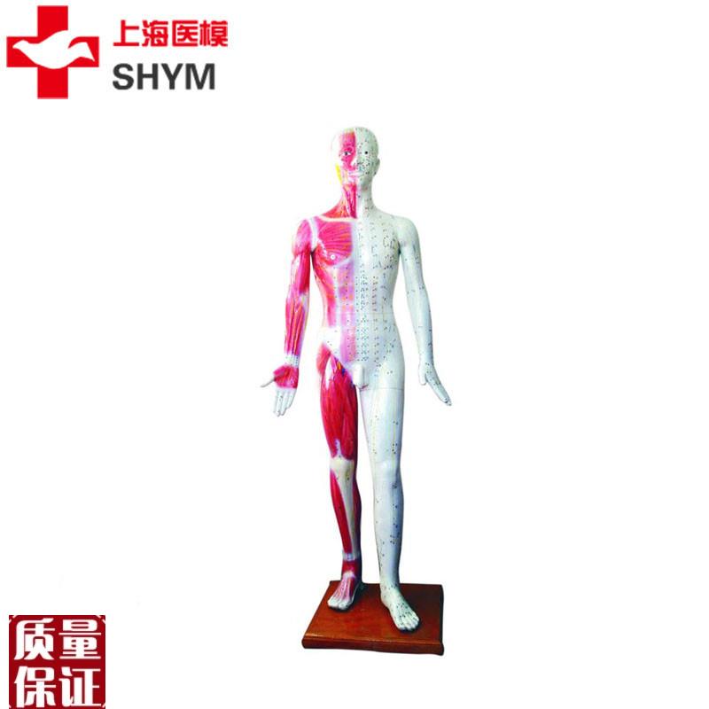 上海医模标准针灸穴位人体s模型178cm厂家直销178CM高医学模