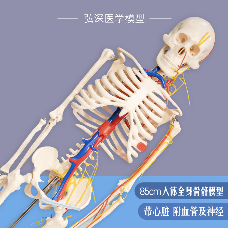 人体骨骼模型85cm全身骨架骷髅带心脏神K经血管骨科医学生教学模
