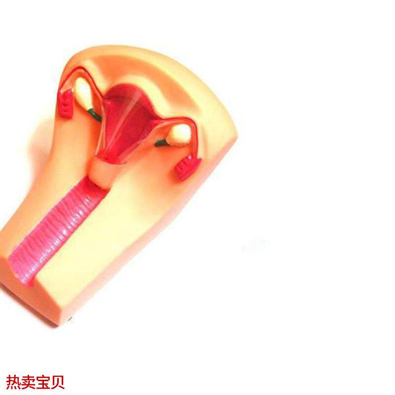 女性宫内避孕器y及训练模型教学模具