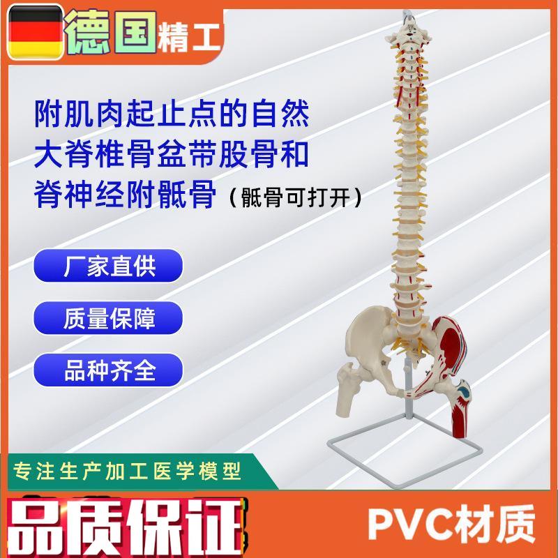 附肌肉起止点的自然大脊椎u骨盆带股骨和脊神经附骶骨可打开的模