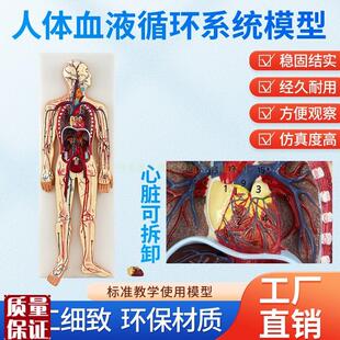 医学仿真人体血液循环系统模型心脏外科动脉静S脉神经血管解剖教