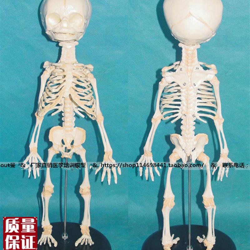 胎儿骨骼模型人体骨骼骨w架模型骨骼教学模型SMD002
