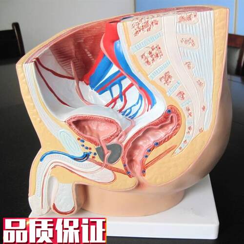 男性盆腔正中矢状解剖模型(1件)人体模型医R学教具内脏解剖模型