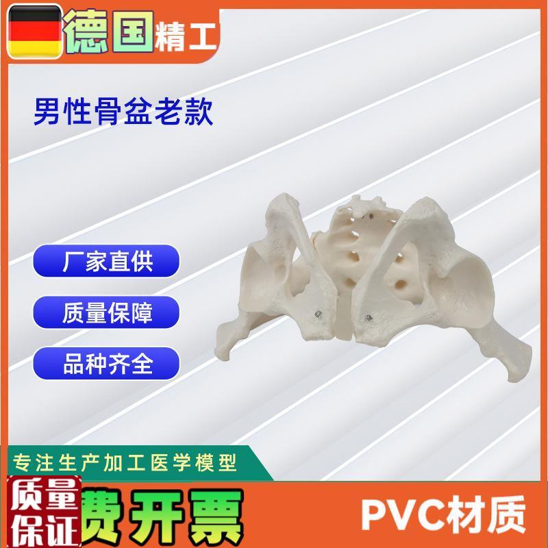 男性骨盆c模型老款骨科教学展示骨骼模