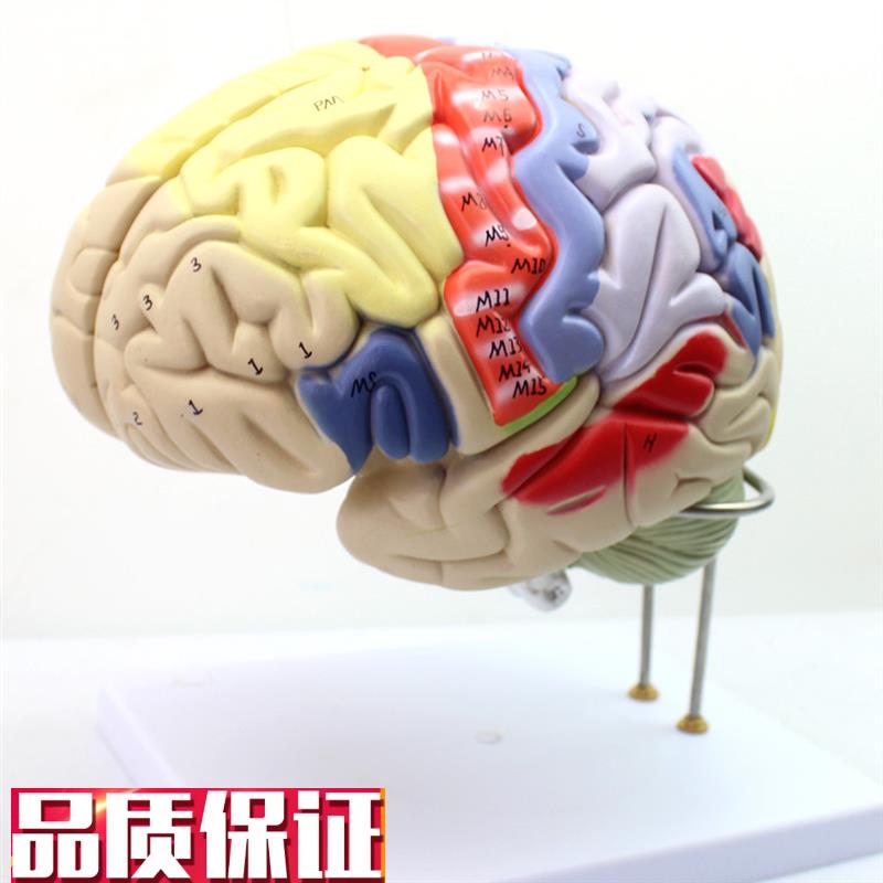 ENOVOd颐诺医学大脑皮层躯体运动人体大脑解剖模型心理教学躯干四