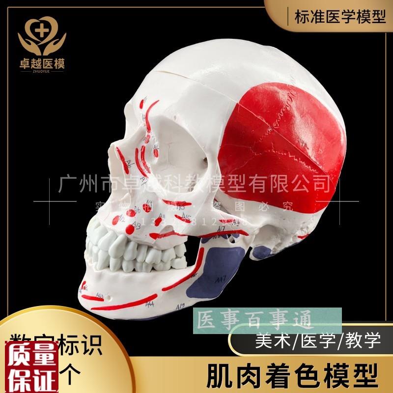彩色头骨模型头颅模型,s着色3部分肌肉着色头骨骷髅头颅骨模