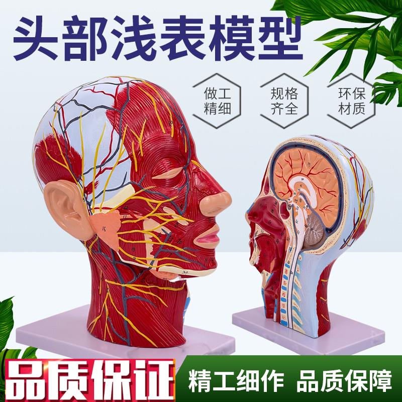 人体头骨带肌肉神经血管模型型美容面K部神经微整形医学解剖