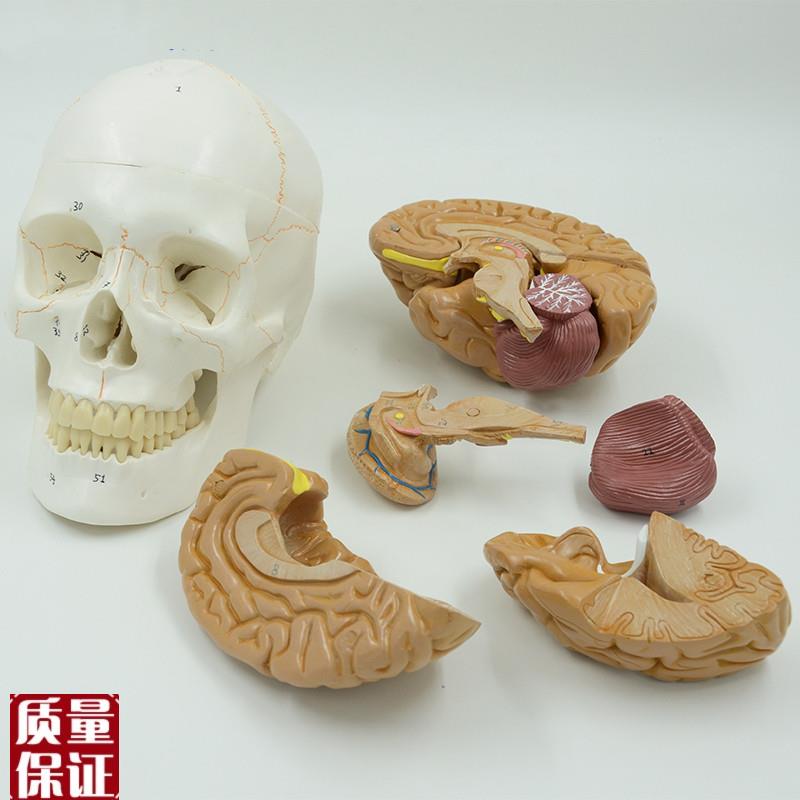 康泰颅骨c带脑模型骨缝线神经外科教学标本颅脑解