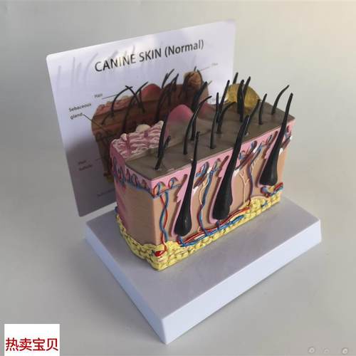 狗皮肤解剖模型犬科真皮宠物病D态皮肤教具兽医教学动物模型