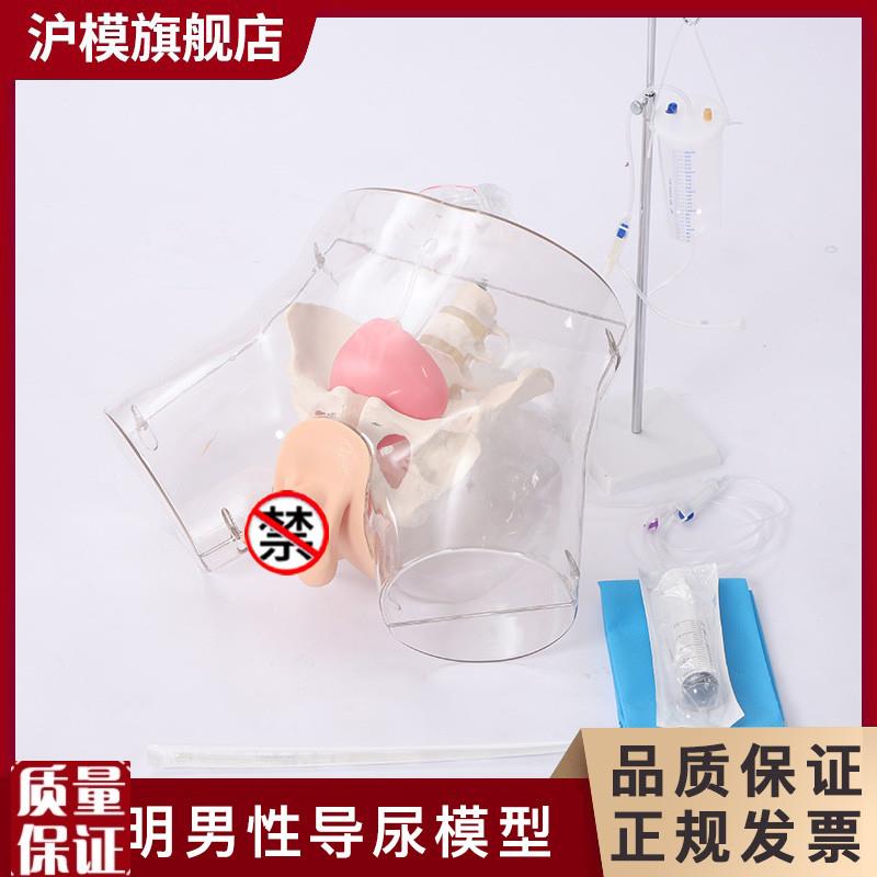 沪模HM/HD5/HD6透明q导尿模型导尿操作演示训练模型男性女性导尿