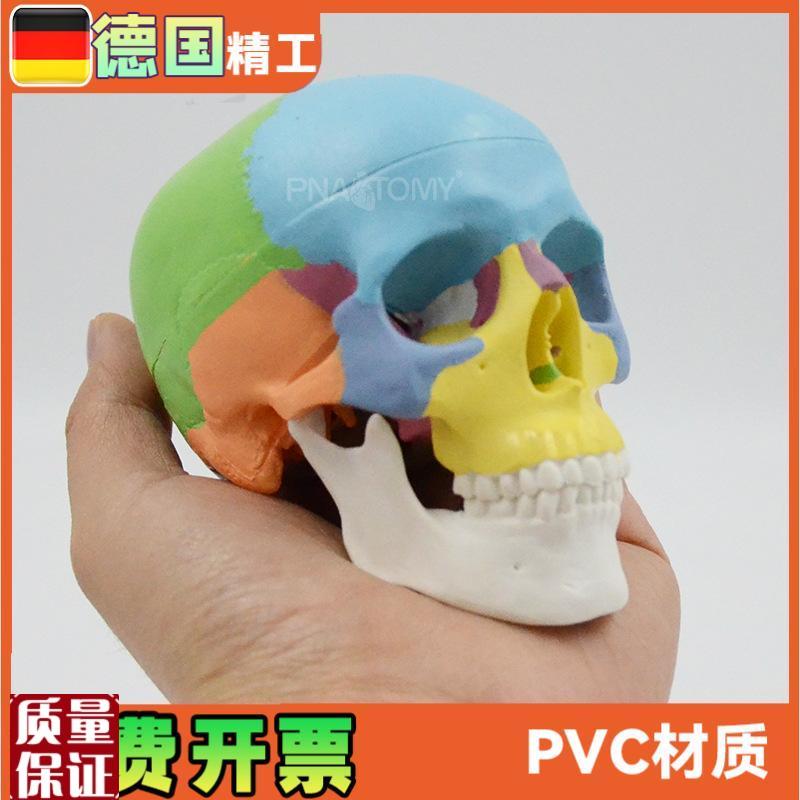 彩色头骨模型可拆3部件口腔美术参考骷髅X头解剖教具颅