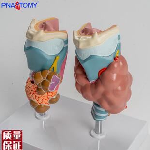 人体喉部解剖模型肌肉软骨C组织结构鼓膜咽鼓管喉腔声