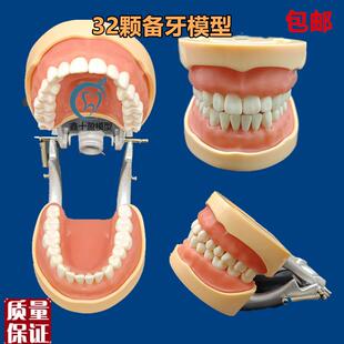 牙科口腔教学模型32颗备x牙模型可拆卸牙齿排龈练习软牙龈包