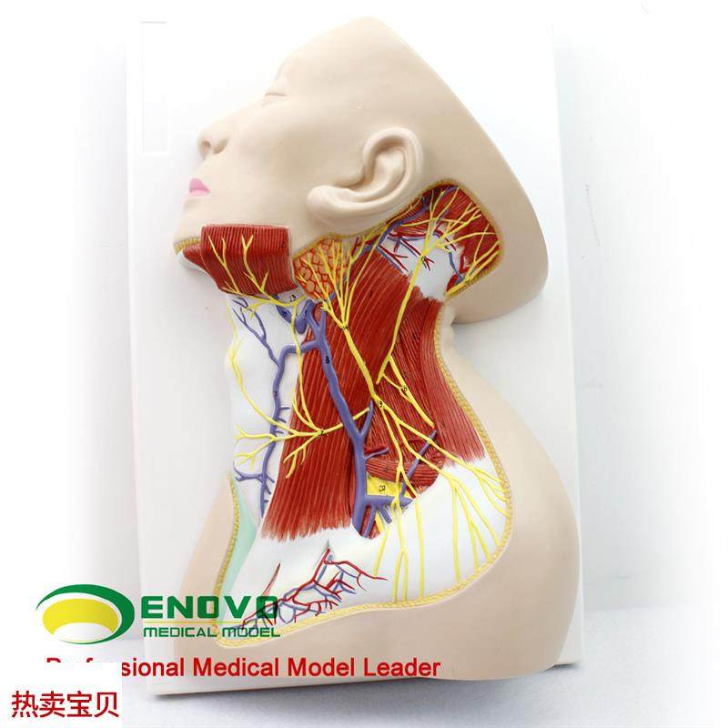 颐诺正品人体颈k部局部解剖模型颈部浅表肌肉神经血管模型