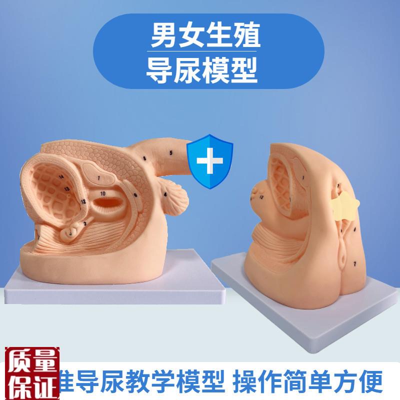 女性内外生殖f器解剖模型及导尿模具医学用人体导尿插管模型教