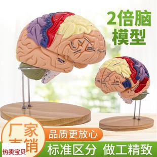 2倍大脑功能分区模型色r彩区分脑模型脑干模型可拆卸4部件教学医