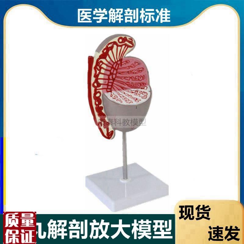 睾丸模型附睾输精管n男性生殖精子发育过程生殖细胞男科医患临床