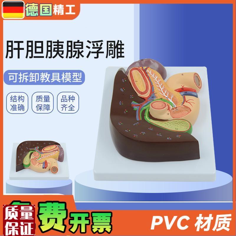 德国】人体胰腺肝脏十二指肠胆结石脾脏肝胆解剖.模型教学内