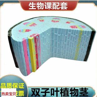 双子叶植物茎模型植物细胞叶绿体叶子结构根尖解剖桃X花小麦花衣