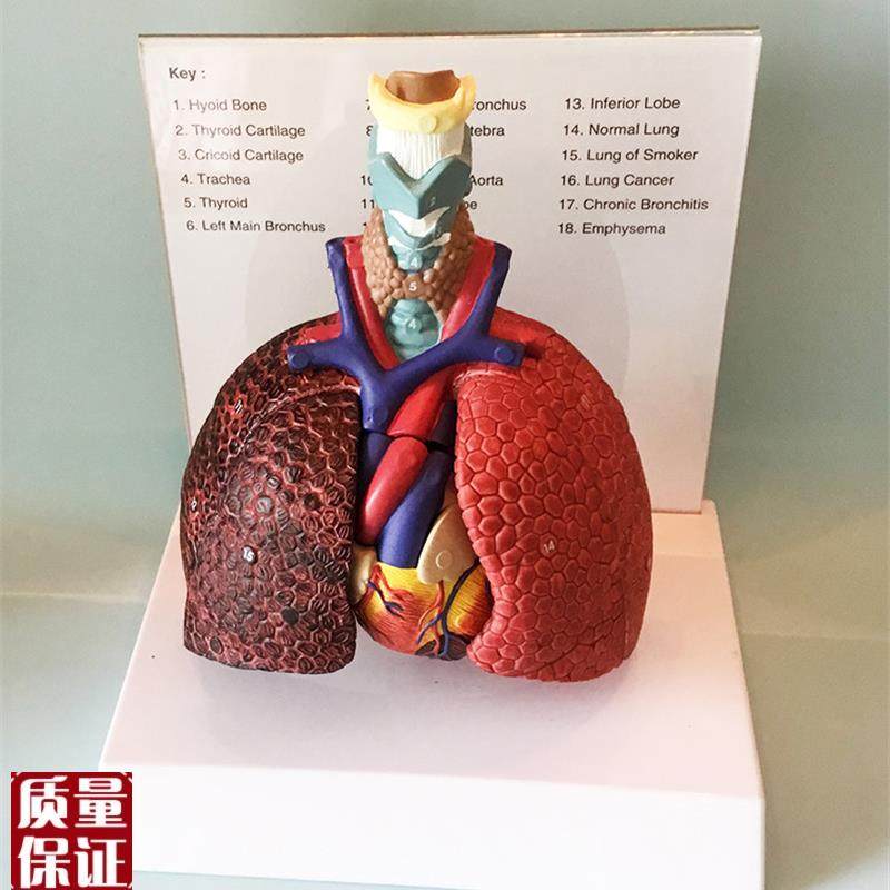 人体喉心肺肺脏模型心脏喉v管气管淋巴结医用胸外科教学厂家直