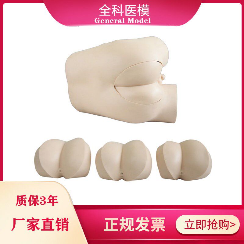 高级直肠指诊检查模型前列腺触诊模型H 肛门外用检查诊断诊治模型