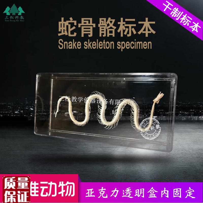 蛇骨骼标本蛇骨架拼接模型爬行动物教学科研展览Y中小学幼教配