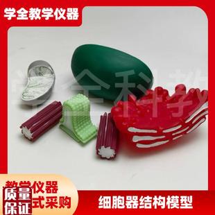 细胞器结构模型生物教学仪B器线粒体叶绿体高尔基体中心