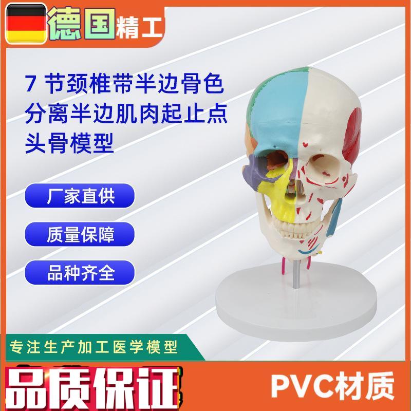 7节颈椎带半边骨色分q离半边肌肉起止点头骨模型医药教学器材