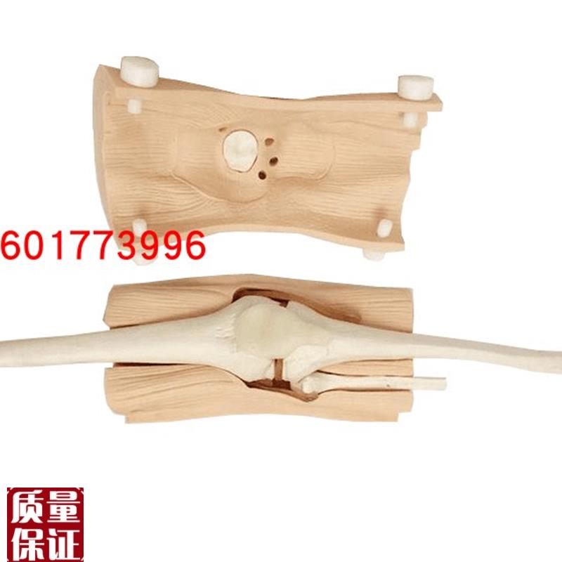 膝关节镜检查模型膝关D节镜手术检查练习模