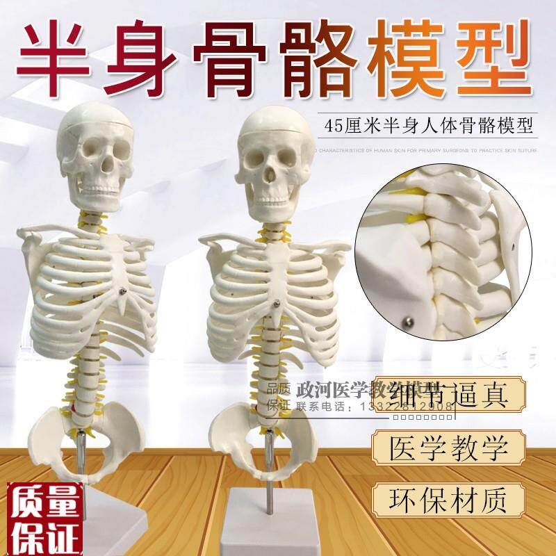45cm比例g半身人体骨骼模型医用教学模型有支架骨骼模型脊椎模