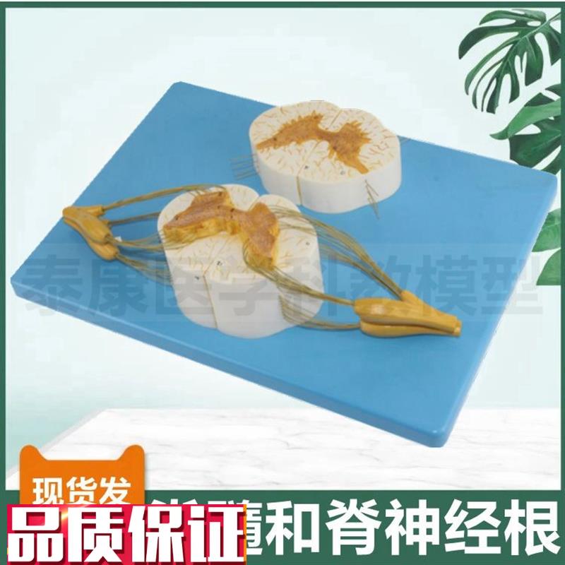 脊髓模型神经根灰白质脑r皮层功能区中枢反射弧组成神经元细胞突
