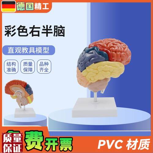 德国】PNT-0612H人体右半脑功F能区模型脑解剖医用教学大脑模型